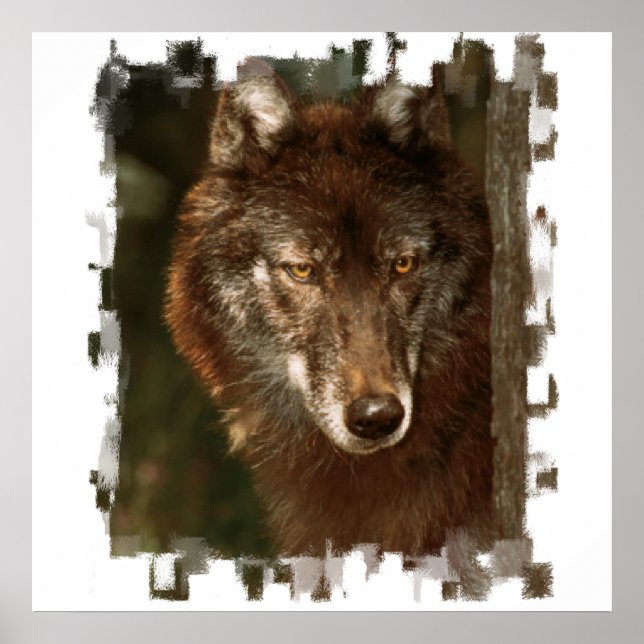 Poster du loup solitaire (Devant)
