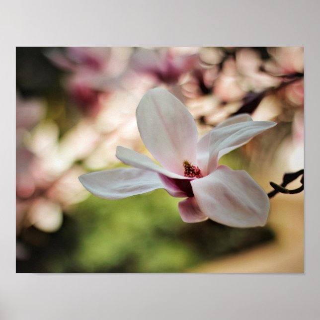Poster du Magnolia Spring (Devant)