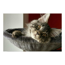 Poster du Maine Coon Kitten