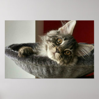 Poster du Maine Coon Kitten