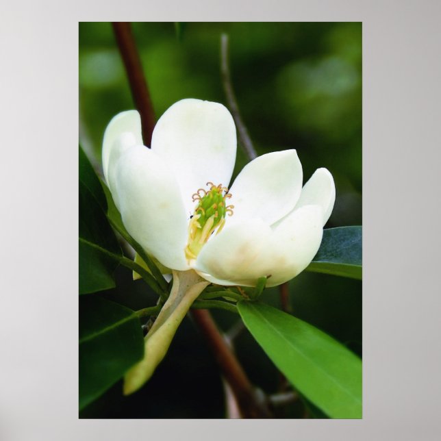 Poster du marais Magnolia (Devant)