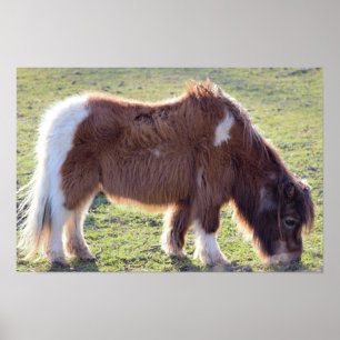 Poster du Mini-Horse