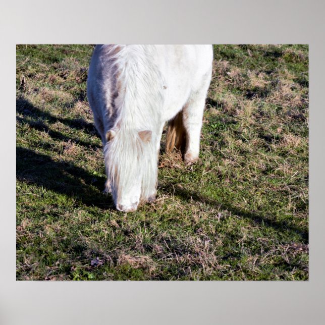 Poster du Mini Horse (Devant)