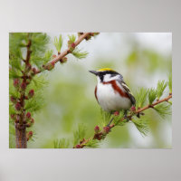 Poster du mur de la nature des oiseaux de pousse