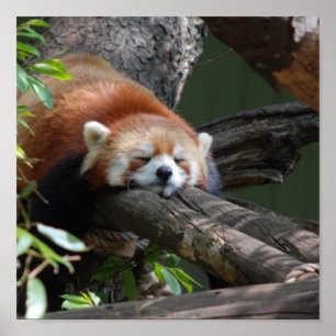 Poster du Panda Rouge couché