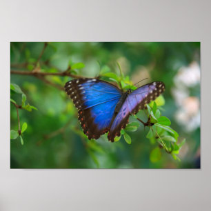 Poster du papillon bleu Morpho