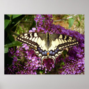 Poster du papillon Swallowtail