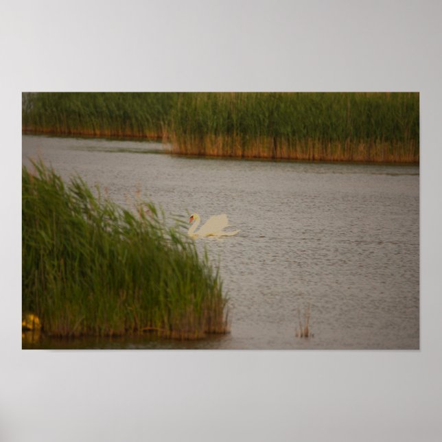 Poster du paysage aquatique du cygne (Devant)