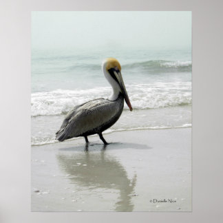 Poster du pélican SeaFog