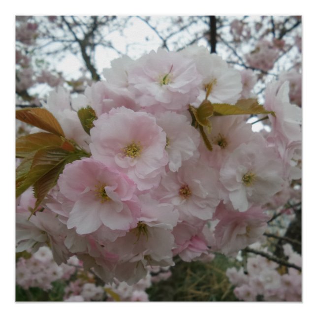 Poster du Pinky Spring (Devant)