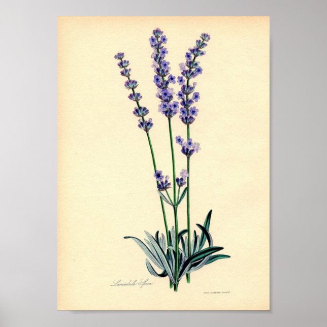 Poster du Plante Lavendar (Devant)