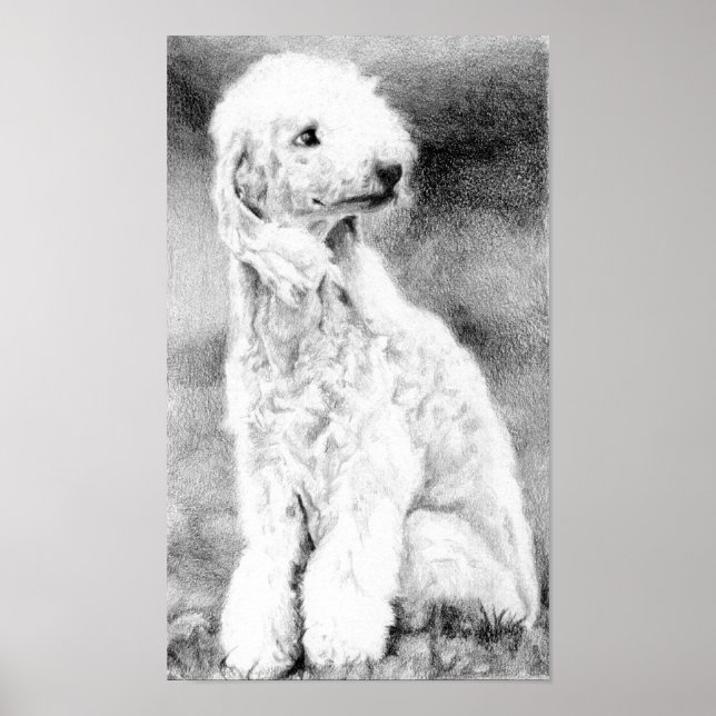 Poster du portrait de chien de Bedlington Terrier  (Devant)