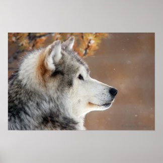 Poster du portrait Wolf
