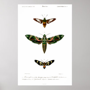 Poster du poster de animal vintage des papillons d