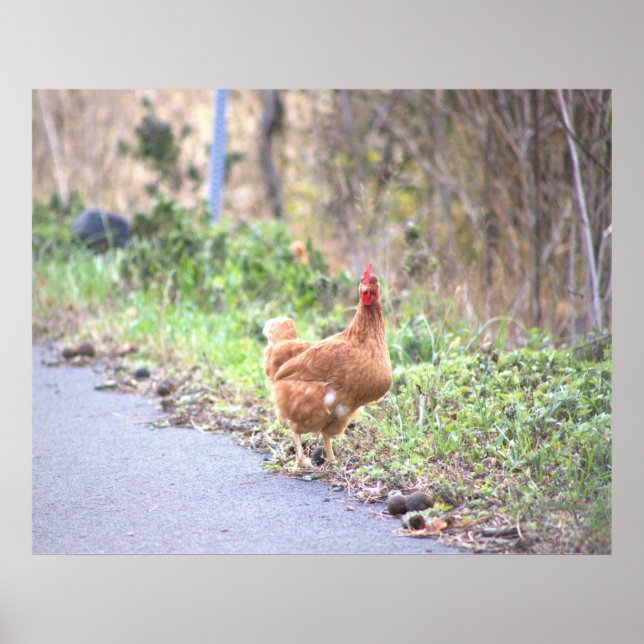 Poster du poulet sur la route (Devant)