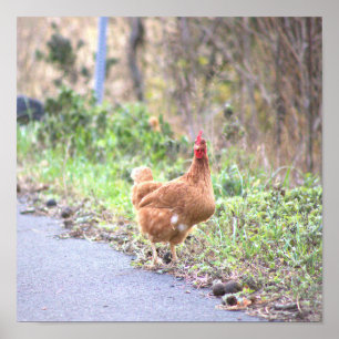 Poster du poulet sur la route