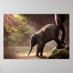 Poster du premier bain de Baby Elephant