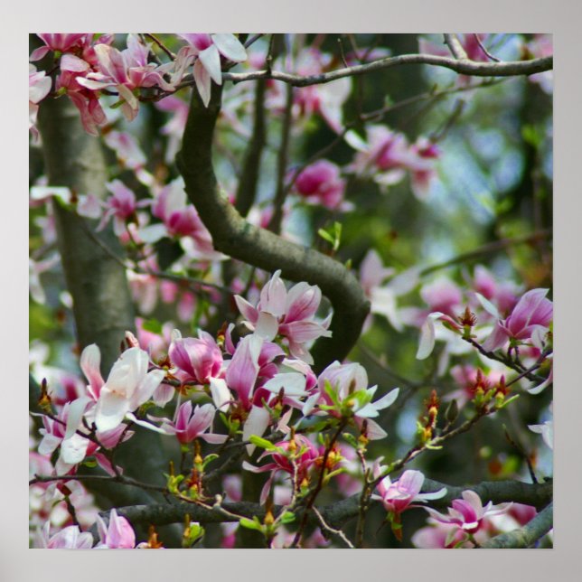 Poster du printemps (Devant)