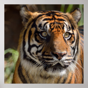 Poster du profil Tiger