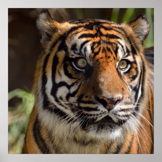 Poster du profil Tiger (Devant)