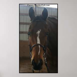 Poster du Quarter Horse