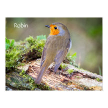 Poster du Robin Européen sur le blog