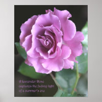 Poster du Rose de lavande : ROSE et PROSE 16x20
