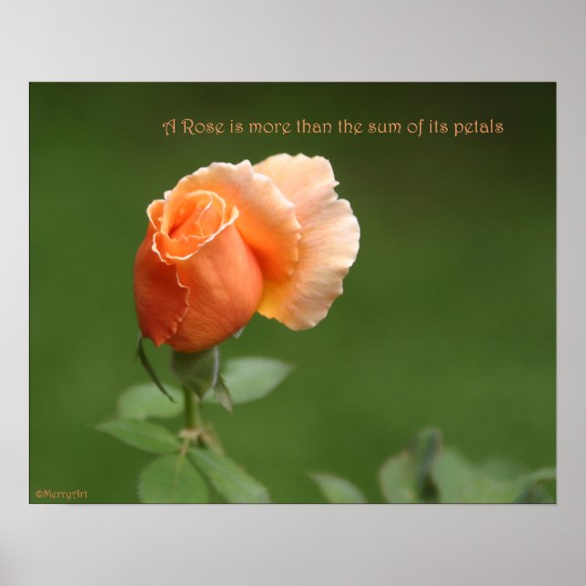 Poster du Rose de pêche : ROSE et PROSE 20x16 (Devant)