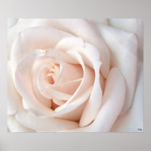 Poster du Rose mariage, S Cyr