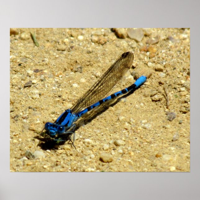 Poster - Du siehst mich an? (Vorne)