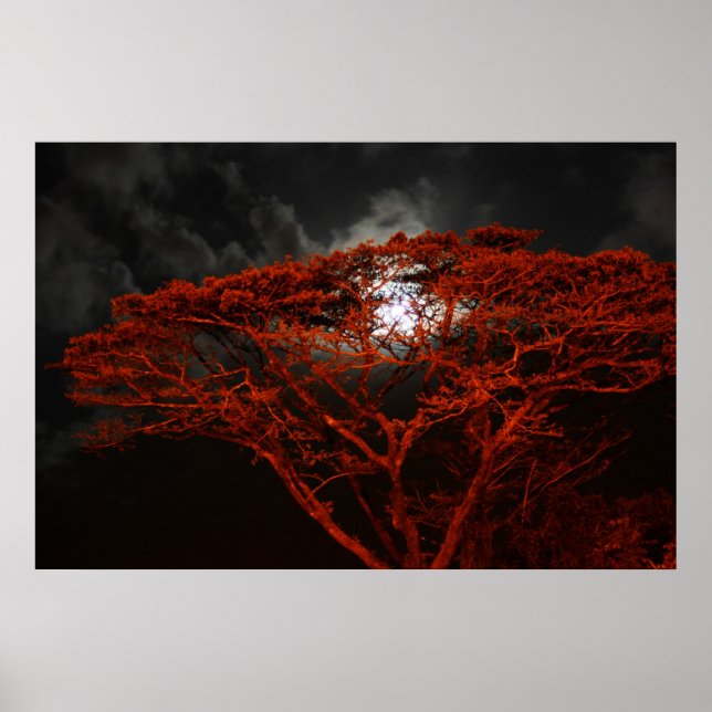 Poster du singe corail et de la lune (Devant)