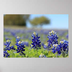 Poster du Texas Bluebonnets