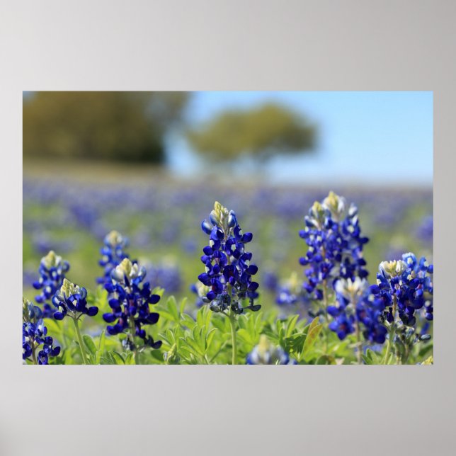 Poster du Texas Bluebonnets (Devant)
