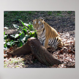 Poster du tigre mignon