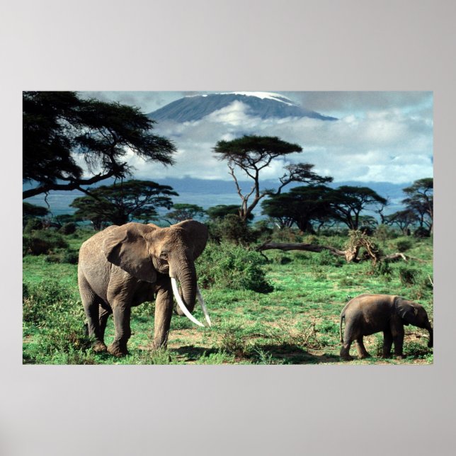 Poster du troupeau d'éléphants (Devant)