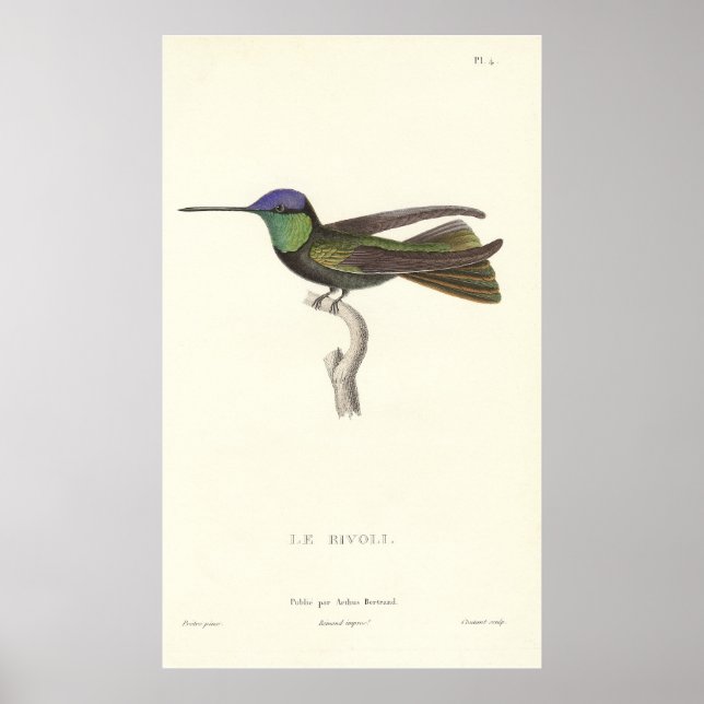 Poster Duc de Rivoli's Hummingbird de l'impression antiqu (Devant)