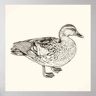 Poster Duck Sketch