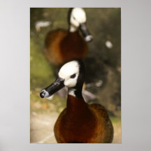 Duck-ttitude