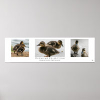 "Duckling Collection", Blanc