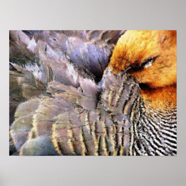 POSTER DUCKS (Devant)