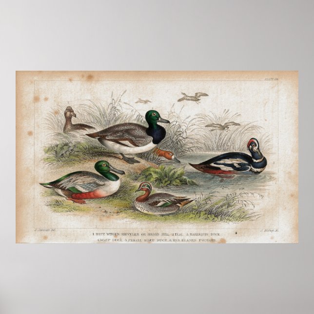 Poster Ducks Antique Lithographie (Devant)