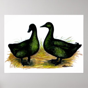 Poster Ducks : Cayuga Pair