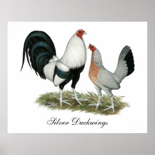 Poster Duckwing argenté Gamefowl
