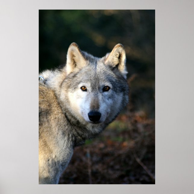 Poster Duma Le Loup (Devant)