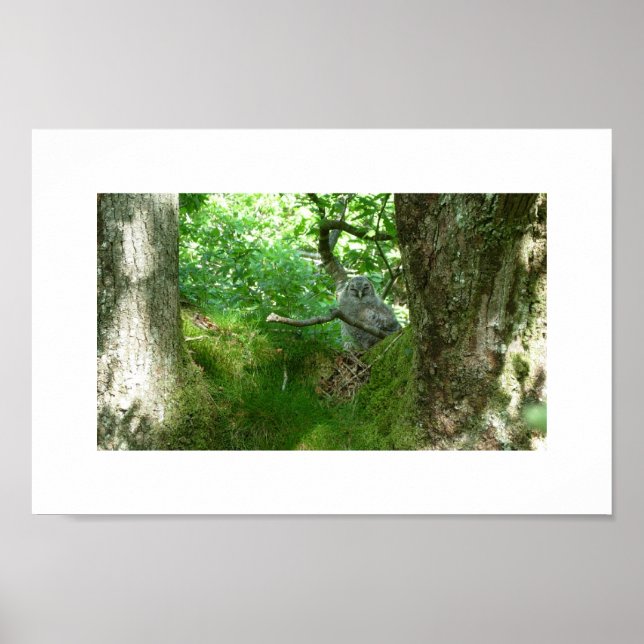 Poster d'un arbre de chêne antique à la Tawny Owle (Devant)