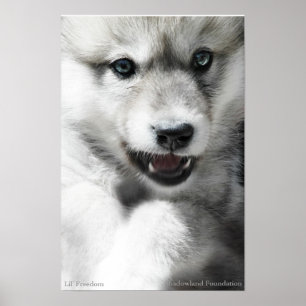 Poster d'un loup sauvage