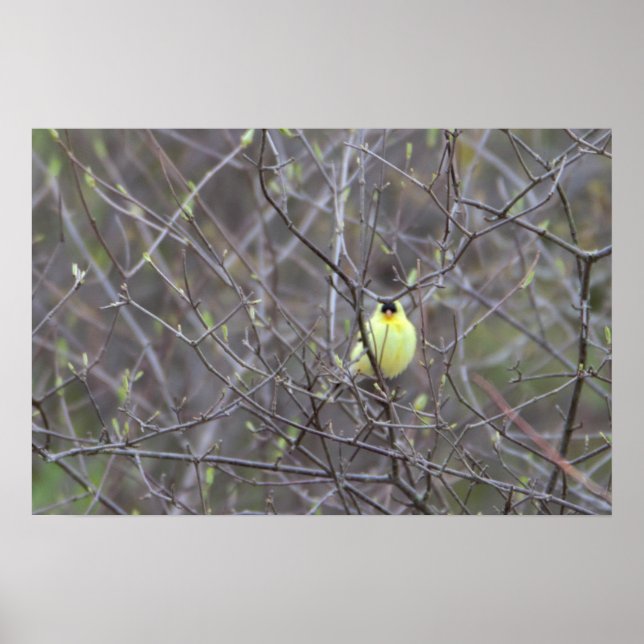 Poster d'un oiseau jaune dans un arbre (Devant)