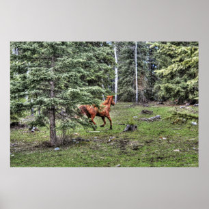 Poster Dun Ranch Horse Cantonnement en Equine Forestière 