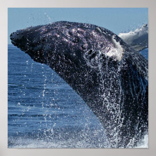 Poster d'une baleine à bosse