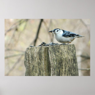 Poster d'une nuthatch à poitrine blanche avec grai